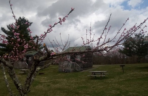 Fancy Gap Cabin | Blue Ridge Parkway Camping Cabin, Pet Friendly, Family Ready, Bath House Nearby