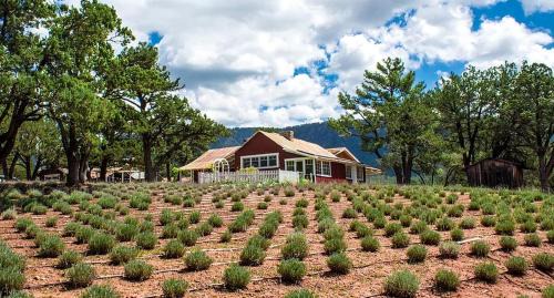 Pine House | Peaceful Pine Peak Cabin | Forest & Mountain Views