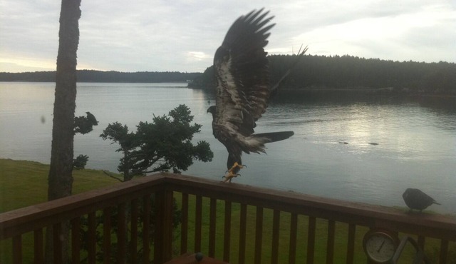 Kodiak Awesome View Vacation Rentals: The Captains Quarters