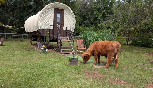 Luxury Covered Wagon, Rooterville Animal Sanctuary
