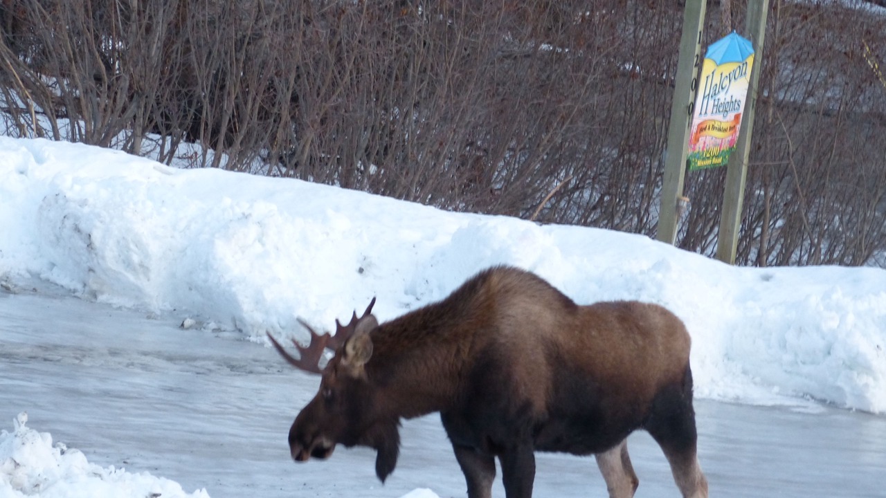 Photo of Outdoor in Homer