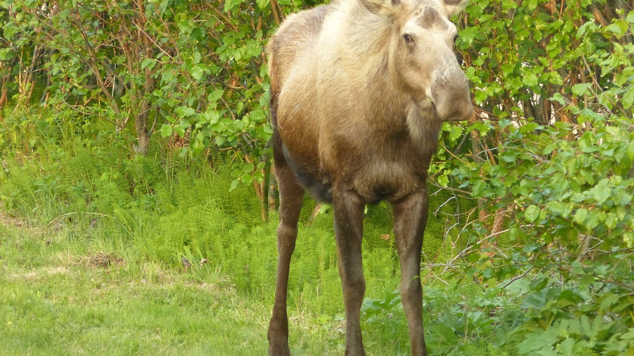 Photo of Outdoor in Homer